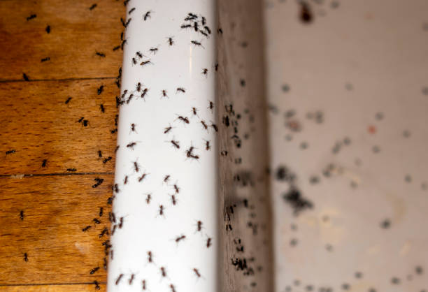 Spider Control Near Me in St Helena, CA