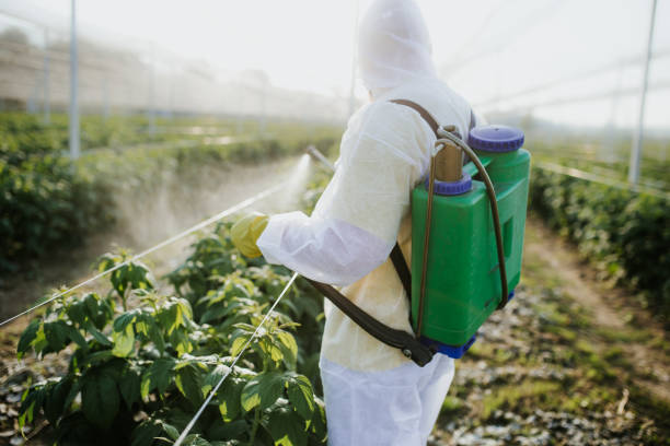 Best Bed Bug Extermination  in St Helena, CA